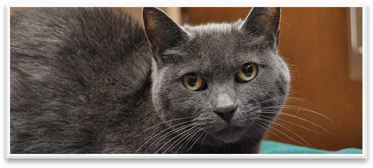 Veterinarian In Northbrook Il - Senior Gray Cat (742x334), Png Download