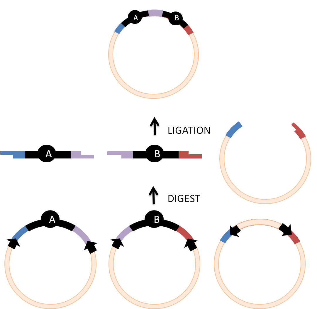 Combining Goldengate Cloning With The Biobricks Standard - Golden Gate Cloning (1114x1076), Png Download