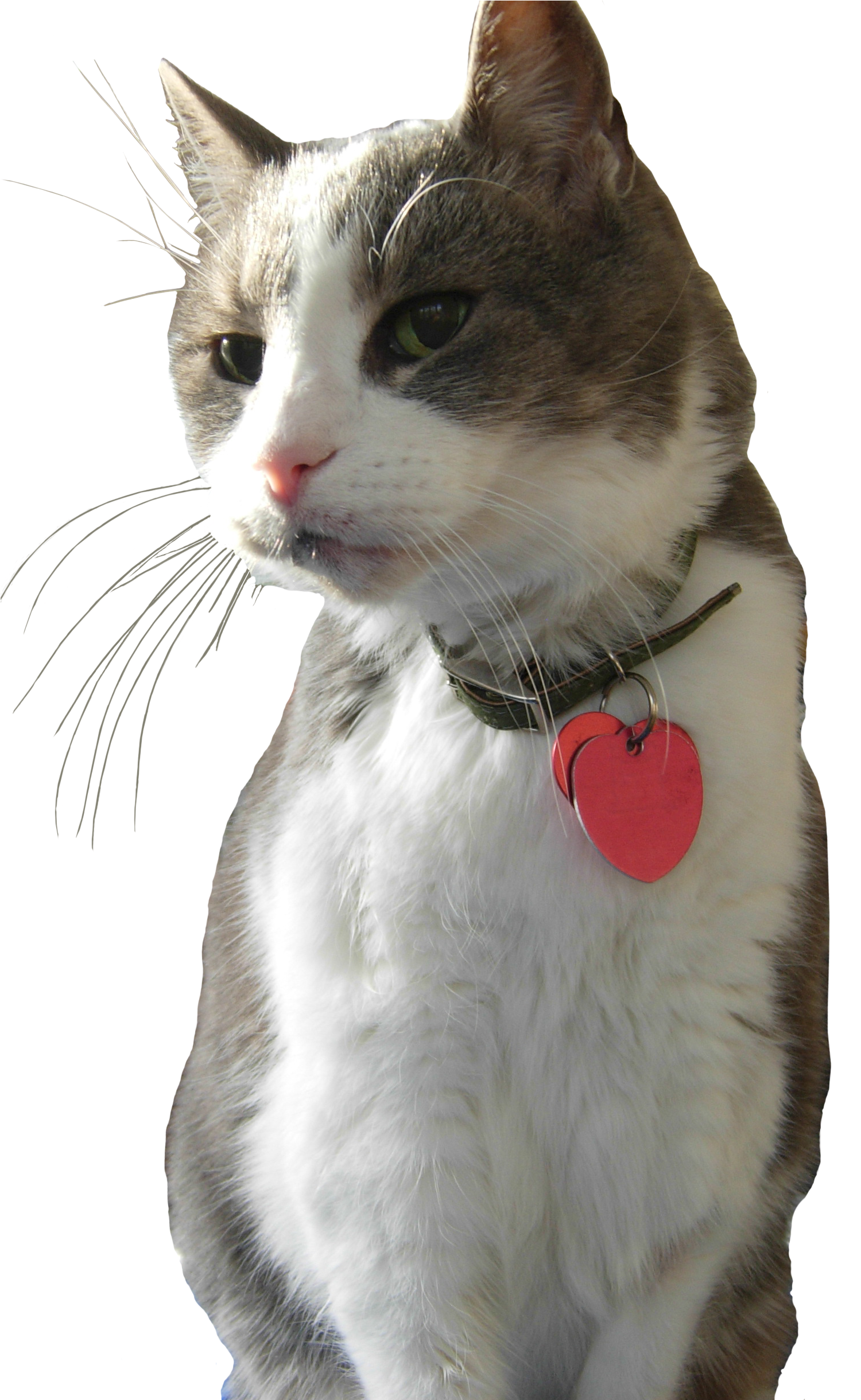 Pumpkin Whiskers - Cat (1576x2440), Png Download