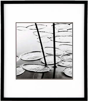 Lily Pads Dusk Picture - Framed Art Print: Gray's Lily Pads, Dusk, 52x52in. (648x432), Png Download