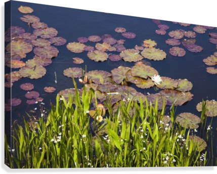Lily Pads In A Lake Near Dunmanus Bay - Ireland (429x344), Png Download