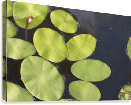 Lily Pads Canvas Print - Artist (428x344), Png Download