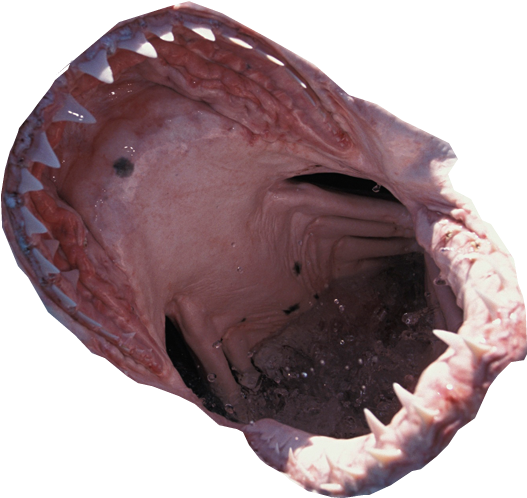 Related Wallpapers Shark Mouth Transparent Full Size Png Download Seekpng