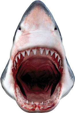 Great White Shark (400x400), Png Download