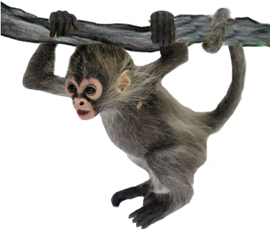 Photo From Melbourne Zoo - Baby Spider Monkey (386x355), Png Download