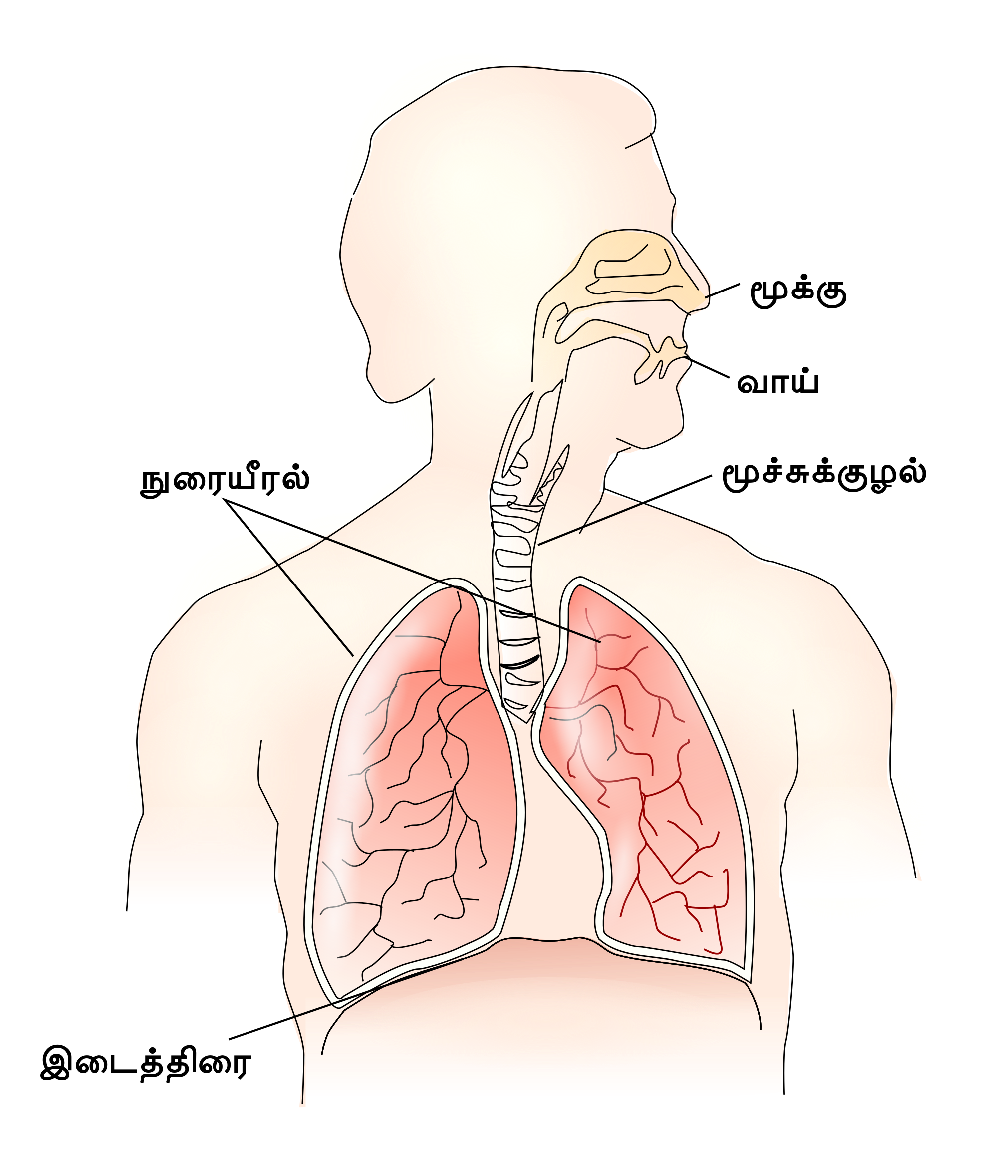 Open - Respiratory System Png (2000x2342), Png Download