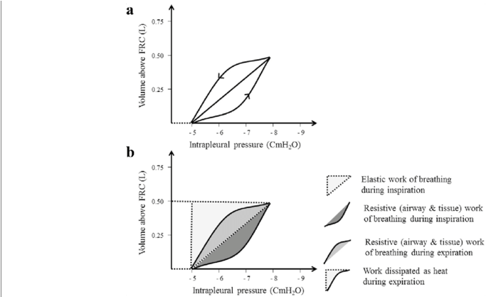 A Dynamic Pvc Of The Lungs - Work Of Breathing (850x416), Png Download