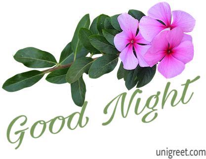Good Night Flowers Pictures - Periwinkle (571x480), Png Download