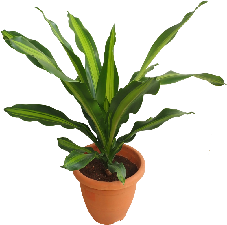 Dracaena (910x1155), Png Download