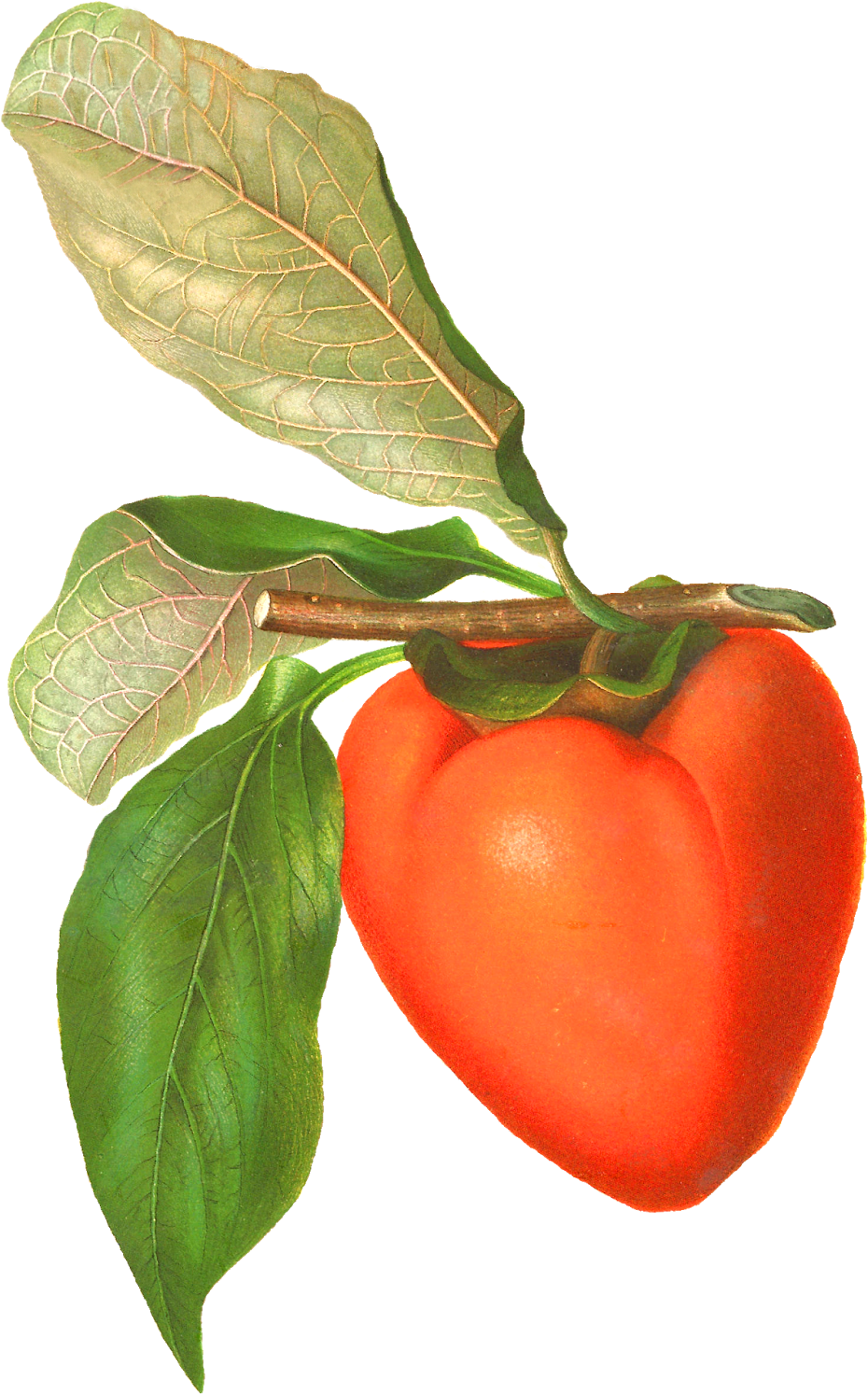 Digital Vintage Persimmon Artwork Download - Vintage Fruit Png (1087x1600), Png Download