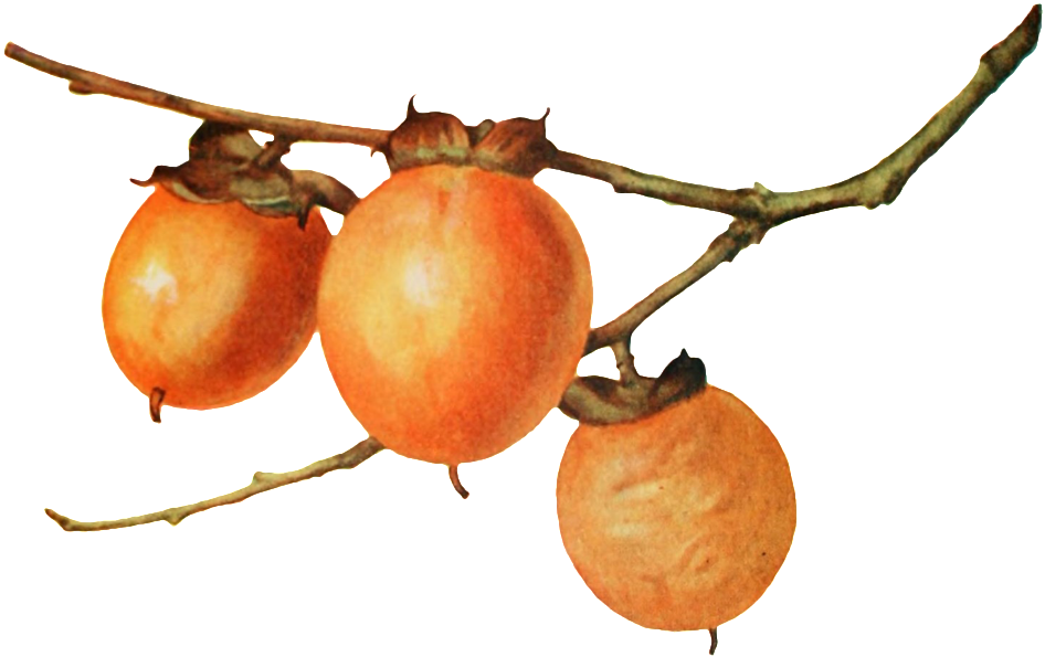 Realistic Hand Painted Persimmon Branches Transparent - 감 나뭇 가지 Png (1024x645), Png Download