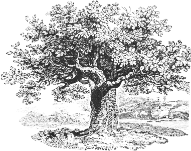 The Persimmon Tree - Wine The Creek Drank (600x300), Png Download