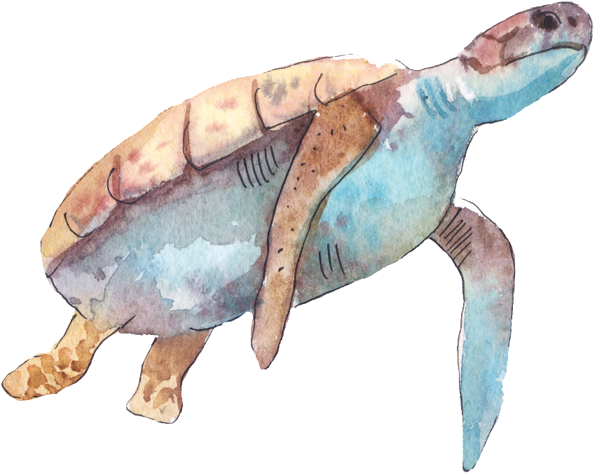 Cartoon Turtle Png Transparent - 海龜 卡通 (1024x716), Png Download