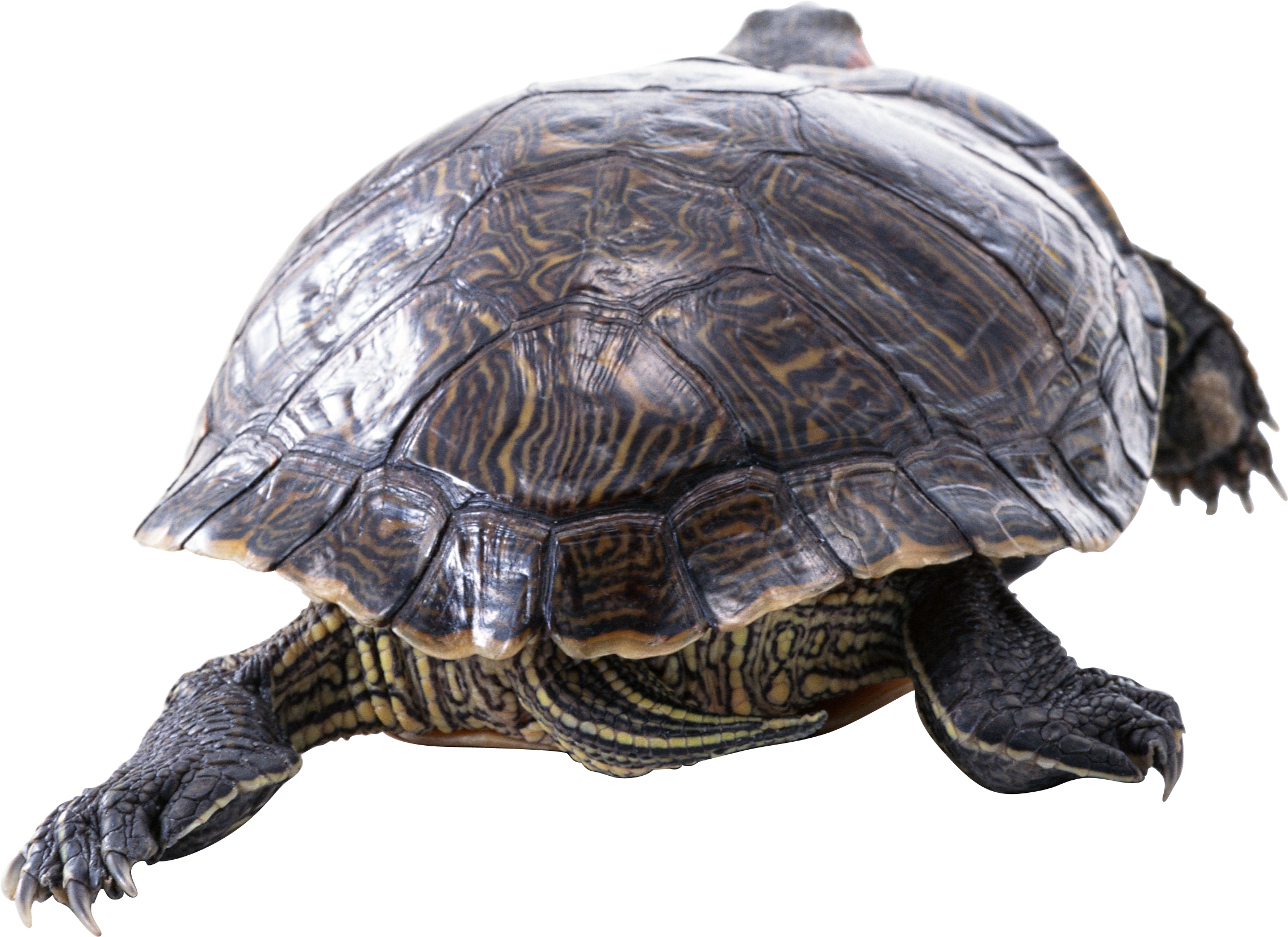 Png Image Information - Turtle (2269x1651), Png Download
