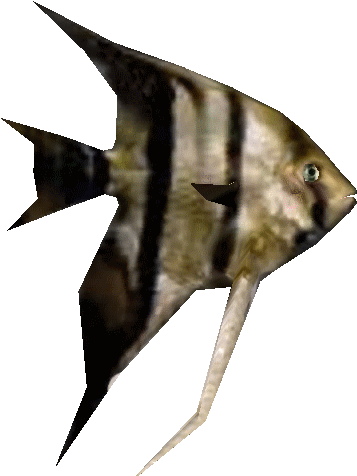 Freshwater Angelfish - Angel Fish Transparent Png (494x494), Png Download