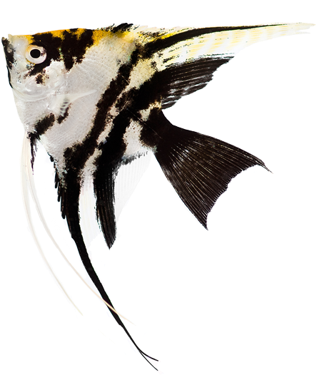 Aquarium Particle Size, Colour, Reactivity With The - Angel Aquarium Fish Png (500x541), Png Download