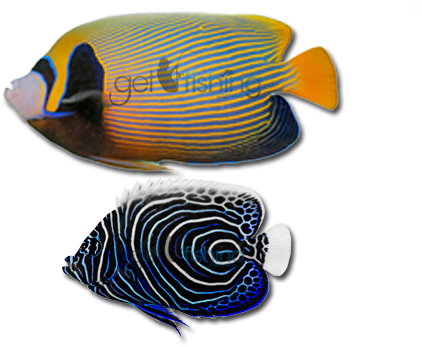 Angelfish Png Photo - Coral Reef Fish (648x350), Png Download