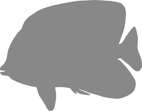 Angelfish - Flatfish (562x441), Png Download