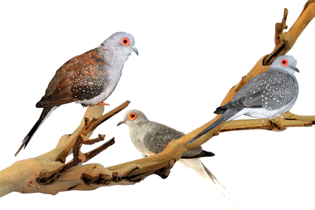Diamond Dove - Exo Terra Exo Terra Forest Branch, Small 30cm Exo Terra (640x426), Png Download