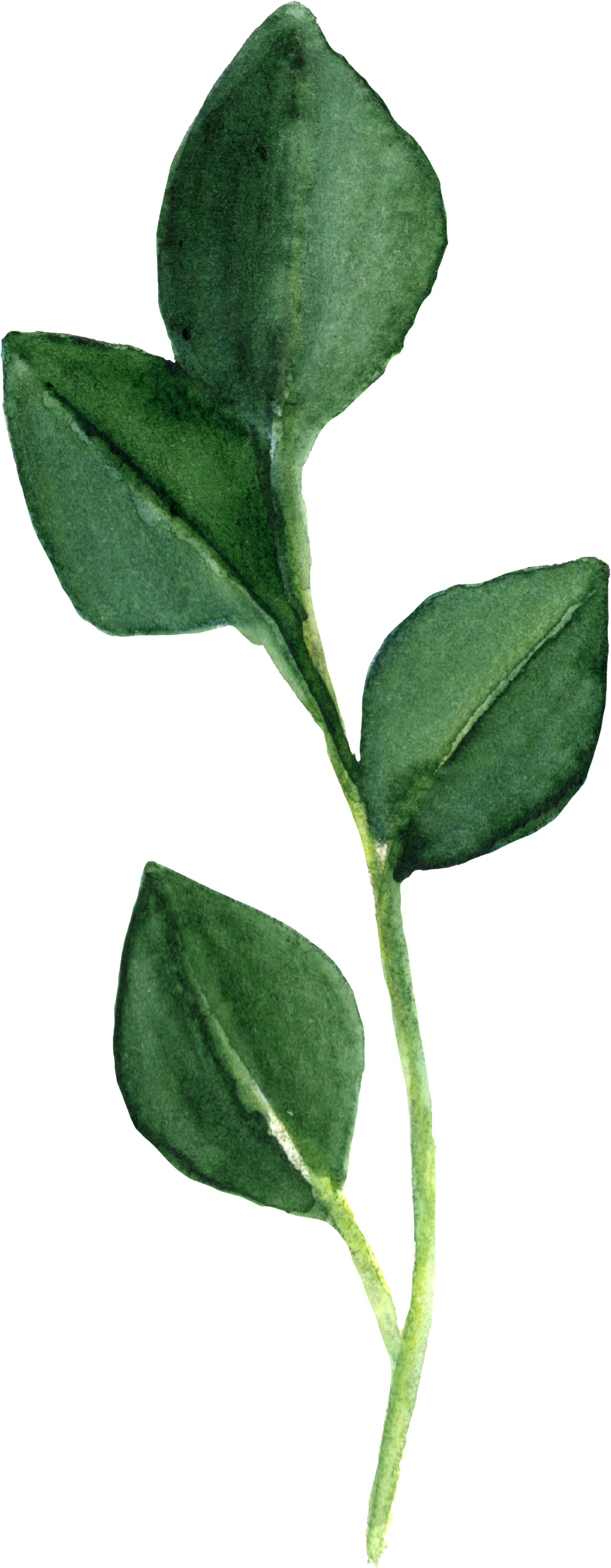 Transparent Material For Fresh Green Plants In Spring - Maidenhair Tree (1024x2630), Png Download