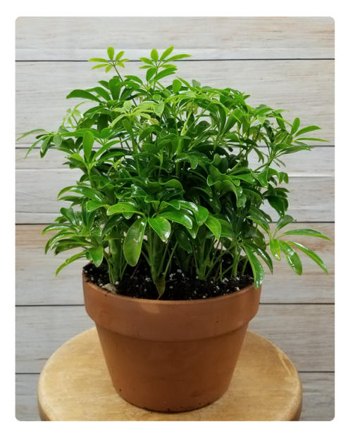 Flowerpot (524x640), Png Download