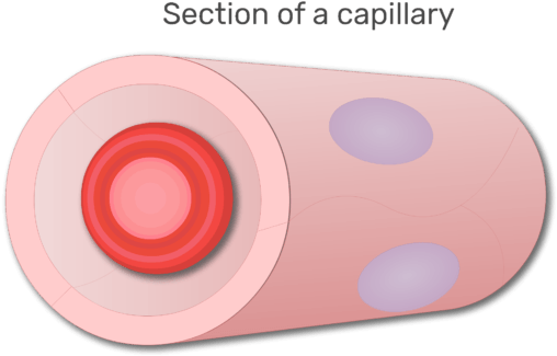 A Red Blood Cell In A Section Of Capillary Animation - Red Blood Cell (666x550), Png Download