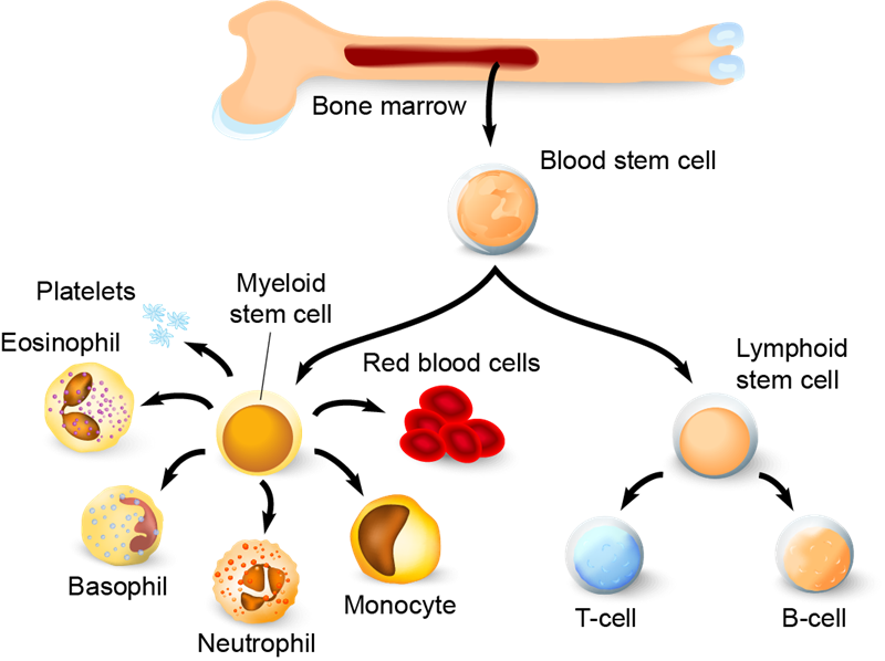 Medium Resolution - Haematopoietic Stem Cell Cartoon (800x598), Png Download