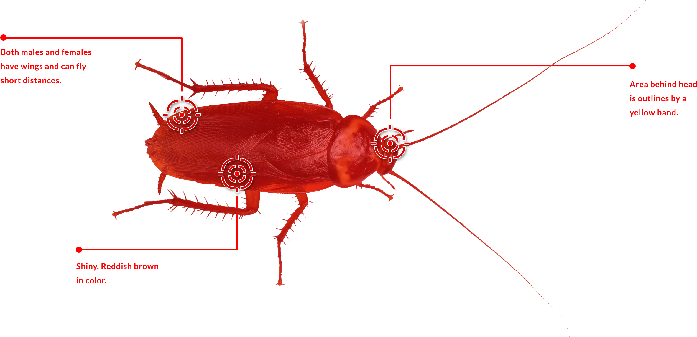 Red Cockroache Red Cockroache - Red Roach (2425x1156), Png Download