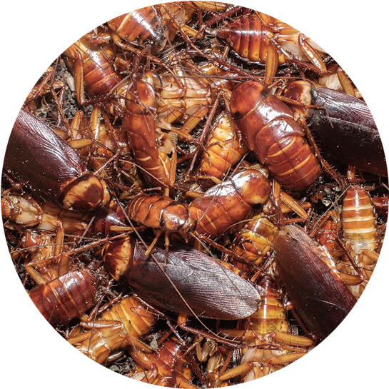 Cockroaches Belong To Kingdom Animalia, Phylum Arthropoda, - Anti Hero Skateboards Frank Gerwer New Beginnings Skateboard (560x580), Png Download
