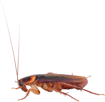 S - Google Cockroach (415x400), Png Download