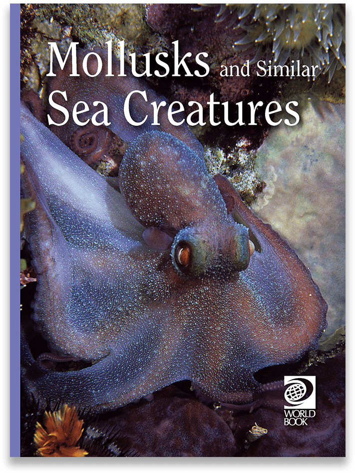 Home > Single Books > Ages - Sea Animals (1000x1000), Png Download