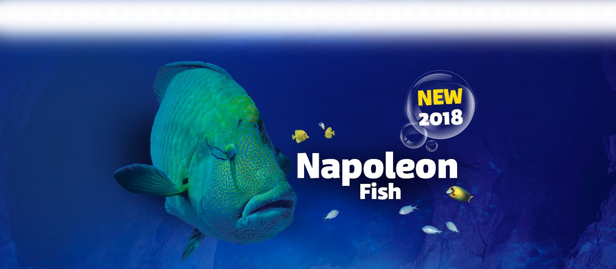 Are You Ready For An Incredible, Close Encounter With - Red Lionfish (1260x550), Png Download