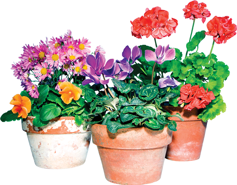 Potted Plants - Flowerpot (800x626), Png Download