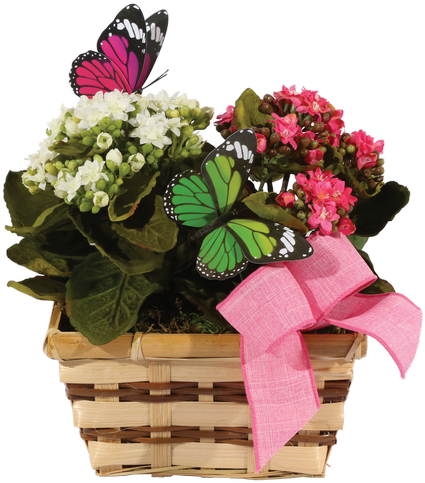 Silk Potted Double Kalanchoe Basket • - Bouquet (500x611), Png Download