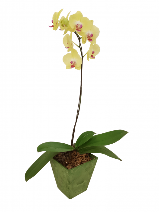 Single Potted Yellow Orchid - Single Flower Potted Plant (700x700), Png Download