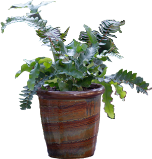 Potted Flower Png Love Mother's Day - Outdoor Potted Plant Transparent (300x460), Png Download