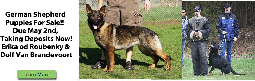 Fall 2014 Breeding - Old German Shepherd Dog (900x300), Png Download