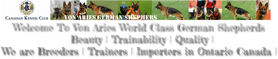 German Shepherd Puppies For Sale Ontario - Puppy (993x205), Png Download