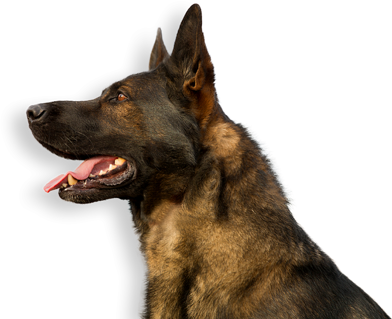 Want To Find Out If A Gsd Is Right For You - German Shepherd - German Shepherd T-shirt 1 T Shirt (833x650), Png Download