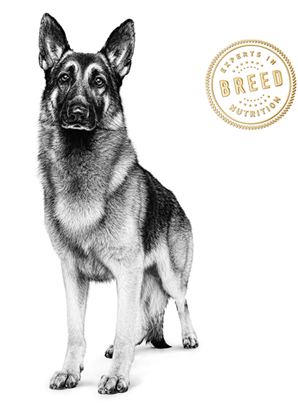 Health Is Unique For Each Breed - Logo Royal Canin (523x568), Png Download