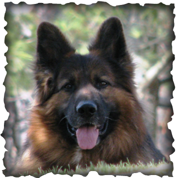 Long Coat German Shepherd Dog For Sale - Dog (357x361), Png Download