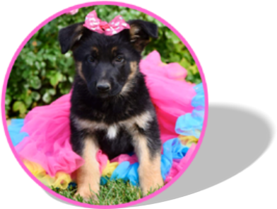Sweetheart German Shepherds Home Page Our Story Available - Companion Dog (458x296), Png Download