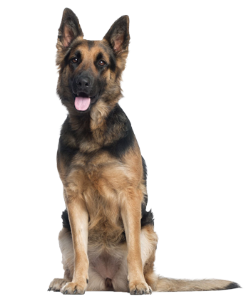 German Shepherd - German Shepherd Dog World War 2 (425x425), Png Download