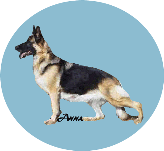 Anna - Old German Shepherd Dog (550x500), Png Download