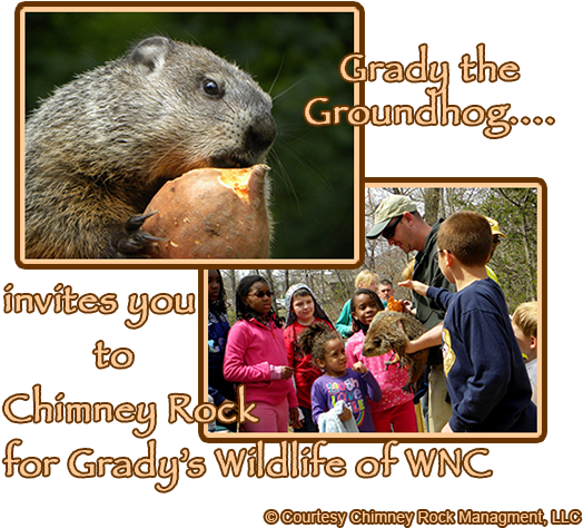11th Annual Grady's Groundhog Day - Punxsutawney Phil (550x485), Png Download
