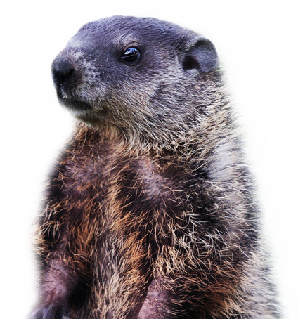 Groundhog Png Hd - Groundhog Png (424x454), Png Download
