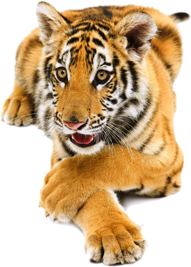 Siberian Tiger Png Pic - Door Png By Lgdesign (764x1046), Png Download