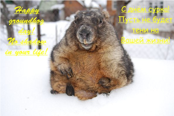 Greetings From Oleg Brandler, Marmot Commission Of - Greetings For Groundhog Day (744x397), Png Download