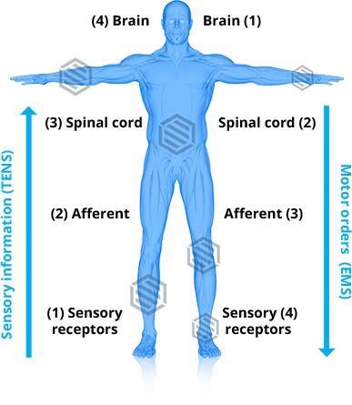 Stimulation Of The Motor Nerves - Standing (387x445), Png Download