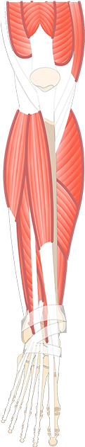 Leg Muscle Anatomy Png (1200x630), Png Download